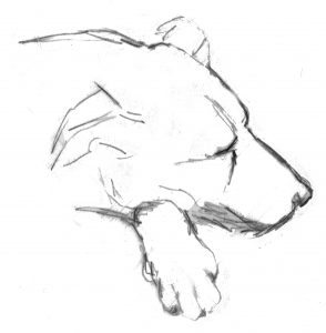 Como dibujar un Perro facil