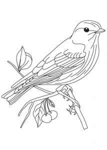 aves dibujos