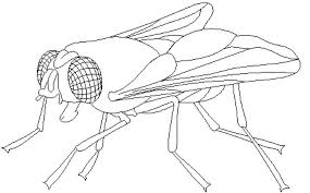 caricatura de mosca