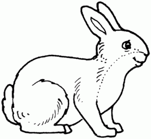 como dibujar un conejo para niños