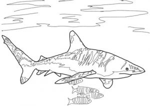 como dibujar un tiburon facil