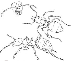 como dibujar una hormiga facil