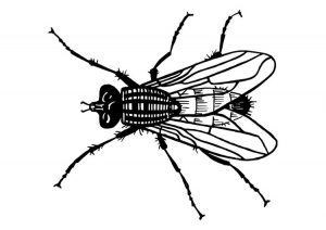 como dibujar una mosca para niños