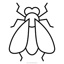 cómo dibujar una mosca