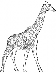 cómo se dibuja una jirafa