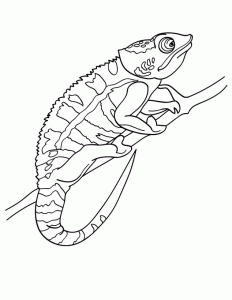 dibujar una lagartija