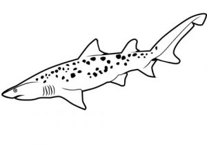dibujo de tiburon para niños
