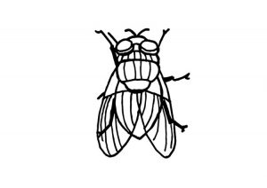 dibujos de moscas para colorear