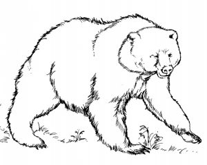 dibujos de osos polares