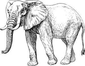 elefante dibujo