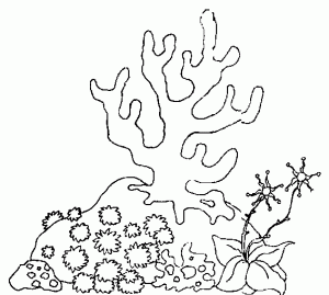 esponja de mar dibujo
