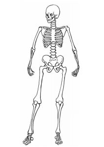 figura de esqueleto humano