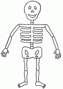 figura del esqueleto humano