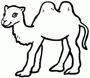 foto camello