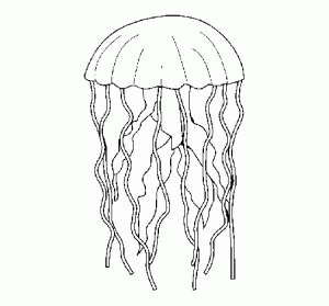 fotos de medusas para imprimir
