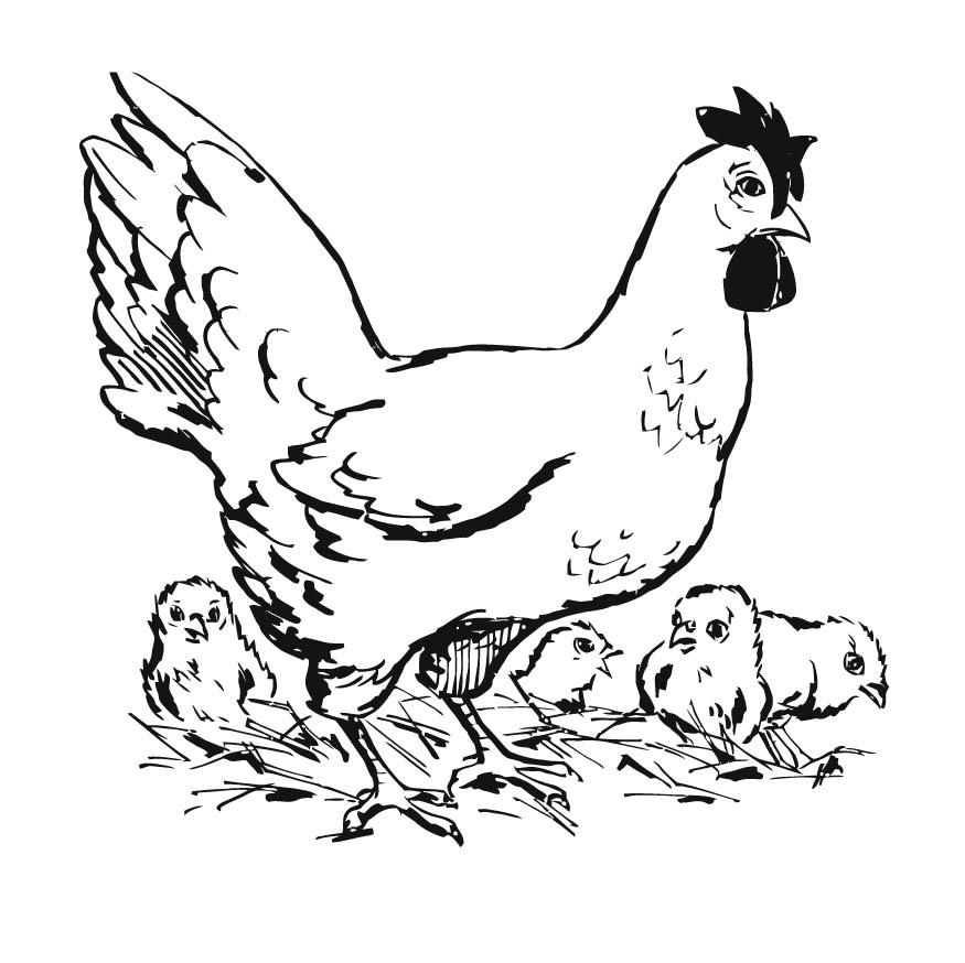 🥉 Dibujos de Gallinas【+Guia】Aprende a dibujar una gallina