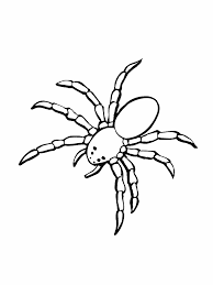 imagenes de arañas para dibujar