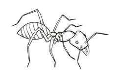 imagenes de hormigas para dibujar