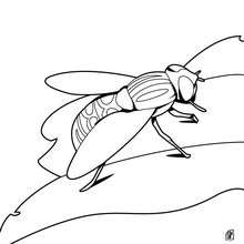 imagenes de moscas para dibujar