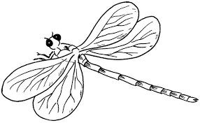 insectos en dibujo