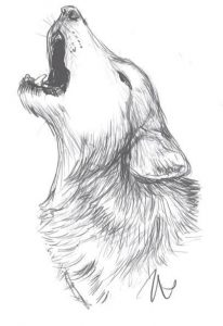 lobo dibujo