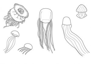medusa para pintar
