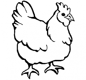 pollo imagen