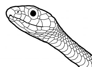 serpientes dibujos