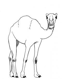silueta de camello
