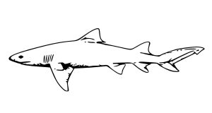 tiburon blanco dibujo