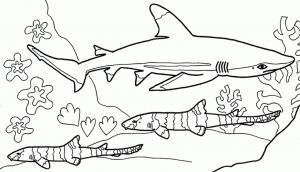 tiburon dibujo animado