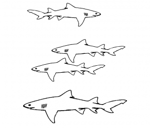 tiburon para pintar