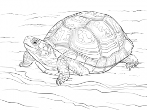 tortugas ninja dibujos animados