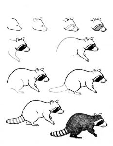 dibujos de mapaches para colorear