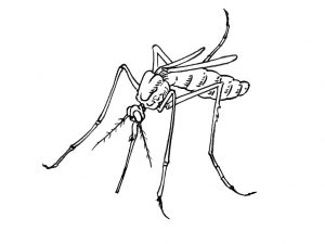 dibujos de mosquitos animados