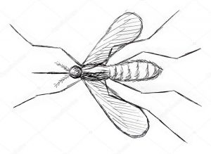 imagenes del mosquito del zika