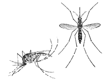 informacion sobre el dengue y fotos