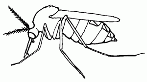 mosquito para dibujar