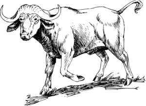 bufalo caricatura