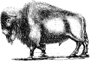 bufalos logo