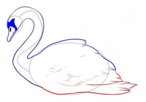 cisne para pintar