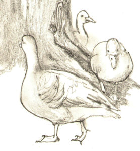 cisnes para dibujar