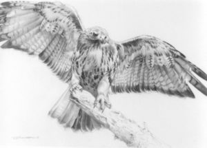 como dibujar halcones
