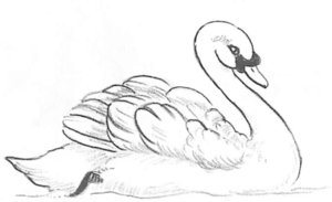 como dibujar un cisne facil