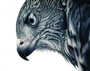 como dibujar un halcon peregrino