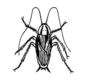 cucaracha en dibujo