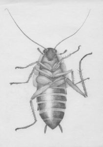 cucaracha para dibujar