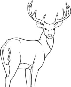 dibujo cabeza ciervo