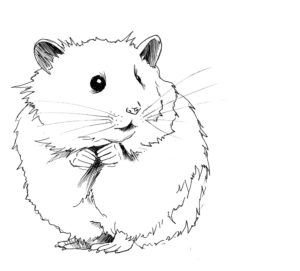 dibujo de un hamster