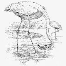 dibujo flamingo